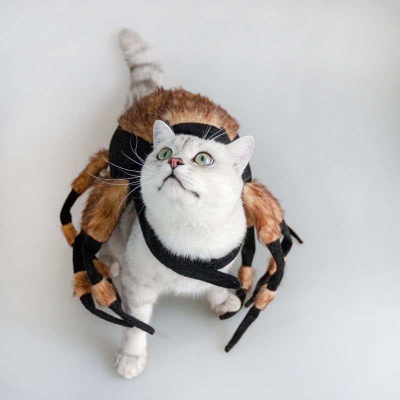 Halloween Pet Cat Dog Spider Costume Cool Cosplay - 0 - Scribble Snacks