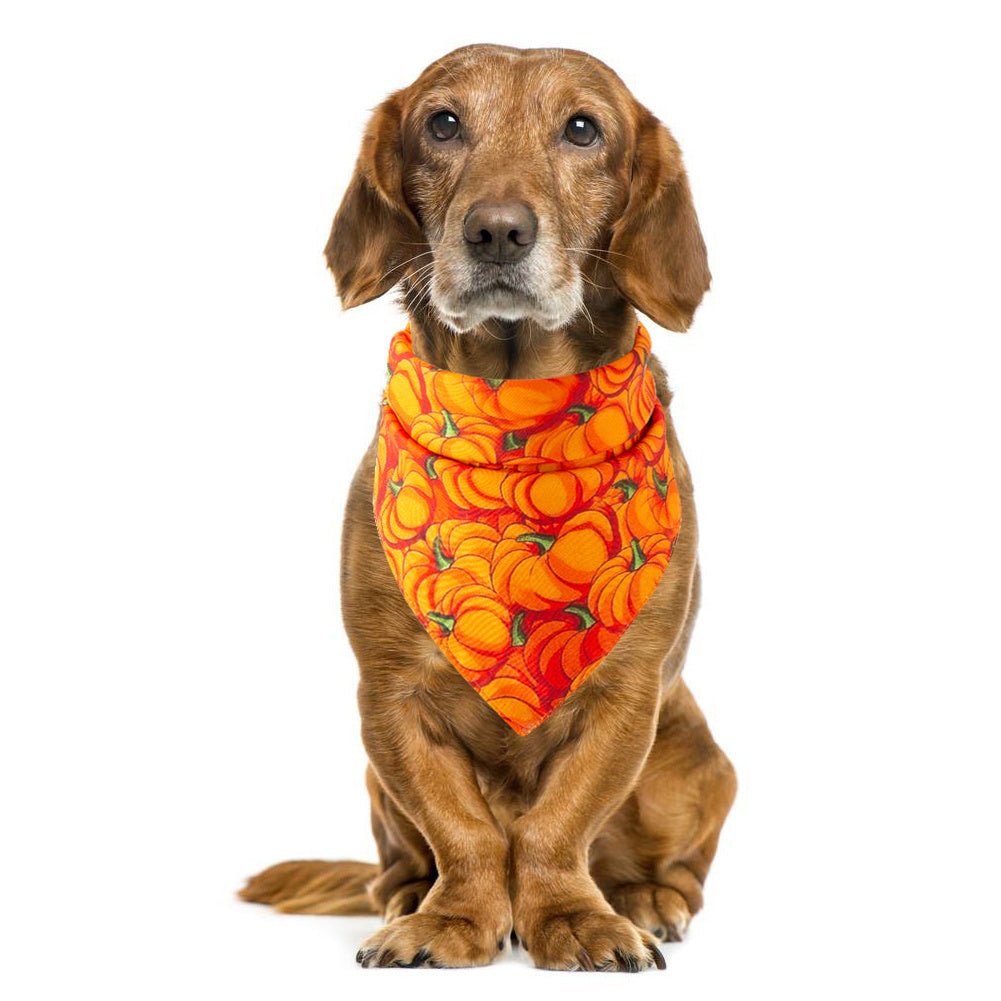 Halloween pet saliva towel - 0 - Scribble Snacks